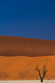 Dead Tree at Dead Vlei, Namib-Naukluft National ParK Park and National Reserve, Namibia