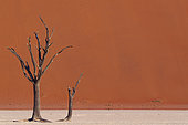 Dead Tree at Dead Vlei, Namib-Naukluft National ParK Park and National Reserve, Namibia