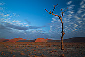 Dead Tree at Sossusvlei, Namib-Naukluft National ParK Park and National Reserve, Namibia