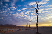 Dead Tree at Sossusvlei, Namib-Naukluft National ParK Park and National Reserve, Namibia