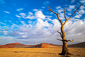 Dead Tree at Sossusvlei, Namib-Naukluft National ParK Park and National Reserve, Namibia