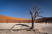 Dead Tree at Dead Vlei, Namib-Naukluft National ParK Park and National Reserve, Namibia
