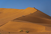 Tourist walking on a sand dune, Sossusvlei, Namib-Naukluft National ParK Park and National Reserve, Namibia