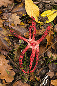 Devils claw fungus (Clathrus archeri) formerly (Anthurus archeri), Atton, Lorraine, France