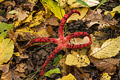Devils claw fungus (Clathrus archeri) formerly (Anthurus archeri), Atton, Lorraine, France