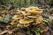 Honey mushroom (Armillaria mellea), Forêt de la Reine, Lorraine, France