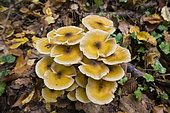 Honey mushroom (Armillaria mellea) on a stump, Forêt de la Reine, Lorraine, France