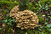 Honey mushroom (Armillaria mellea) on a trunk, Forêt de la Reine, Lorraine, France
