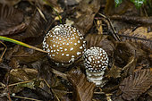 Panther mushroom (Amanita pantherina), undergrowth, Forêt de la Reine, Lorraine,France