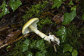 Death Cap (Amanita phalloides), Forêt de la Reine, Lorraine, France
