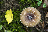Panther mushroom (Amanita pantherina), undergrowth, Forêt de la Reine, Lorraine,France