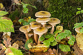 Honey mushroom (Armillaria mellea) on a stump, Lorraine, France