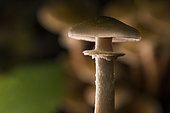 Honey mushroom (Armillaria mellea) ring, Lorraine, France