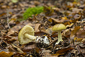Death Cap (Amanita phalloides), Forêt de la Reine, Lorraine, France