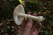 Ring, volva and lamellae of the Amanita pantherina. Bellefontaine valley, Lorraine, France