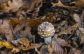 Panther mushroom (Amanita pantherina), undergrowth, Forêt de la Reine, Lorraine,France