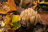 Coral Fungus (Ramaria sp) in dead leaves, Atton, Lorraine, France