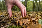 Mushroom picking in the forest, Matte bolete (Xerocomus pruinatus) poor edible mushroom, Forêt de la Reine, Lorraine, France