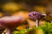 Purple Mousseron (Laccaria amethystina), forêt de la Reine, Lorraine, France