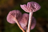 Purple Mousseron (Laccaria amethystina), forêt de la Reine, Lorraine, France