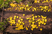 Lemon Disco (Bisporella citrina) on a trunk, Forêt de la Reine, Lorraine, France