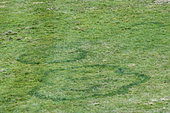 Fairy ring in the grass of a meadow, Le Valtin, Vosges, France