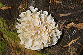 Cauliflower fungus (Sparassis laminosa) on a conifer stump, Jura, France