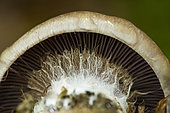 Webcap (Cortinarius sp), detail, Forêt de la Reine, Lorraine, France