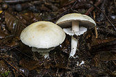 Wood mushroom (Agaricus sylvicola), Forêt de la Reine, Lorraine, France