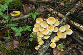 Sulphur Tuft (Hypholoma fasciculare), saprophytic lignicolous fungus, Forêt de la Reine, Lorraine, France