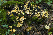 Sulphur Tuft (Hypholoma fasciculare), saprophytic lignicolous fungus, Forêt de la Reine, Lorraine, France