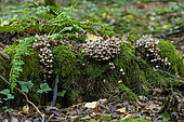Lignicolous saprophytic fungi on a stump, to be determined, Forêt de la Reine, Lorraine, France