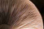 Hat of a basidiomycota mushroom, detail of the lamellae, Bouxières aux dames, Lorraine, France