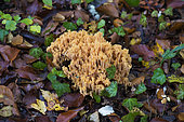 Coral Fungus (Ramaria sp) in dead leaves, Lorraine, France