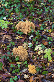 Coral Fungus (Ramaria sp) in dead leaves, Lorraine, France