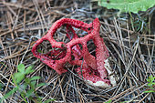Latticed Stinkhorn (Clathrus ruber), Le Cesine nature reserve, Apulia, Italy