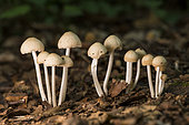 Clump of white mushrooms in the forest, Bouxières aux Dames, Lorraine, France