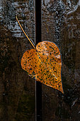 Heart shaped dead leaf on wooden deck under the rain, Ubatuba, Sao Paulo State, Brazil