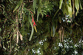 Bromeliads, Cacti and various other epiphytes growing on a tree, Paraty, Rio de Janeiro State, Brazil
