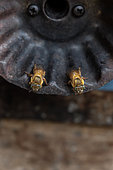 Mélipones (Melipona rufiventris) à l'entrée de la ruche, méliponarium du jardin botanique de Rio de Janeiro, Brésil