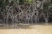 Mangrove stilt roots, Parnaiba delta, Maranhao, Brazil