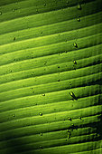 Banana (Musa sp.) leaf with raindrops, Ubatuba, Sao Paulo State, Brazil