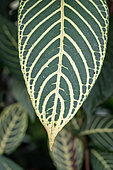 Sanchezia (Sanchezia sp) leaf, Brazil