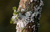 Slime Mold (Mucilago crustacea) on bryophyte moss, Forêt de la Reine, Lorraine, France