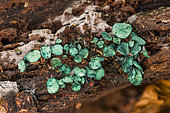 Green elfcup (Chlorociboria aeruginascens), green woody saprophytic fungus on stumps, Forêt de la Reine, Lorraine, France