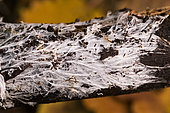 Mycelial filaments on dead wood, Forêt de la Reine, Lorraine, France