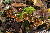 Yellowing curtain crust (Stereum insignitum), lignicolous mushroom, Forêt de la reine, Lorraine, France