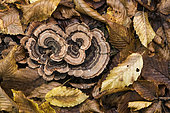 Turkey tail (Trametes versicolor), lignicolous fungus on dead wood, Forêt de la Reine, Lorraine, France