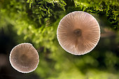 Bitter bonnet (Mycena erubescens) on a mossy trunk, Atton, Lorraine, France