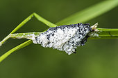 Grey fuligo (Fuligo cinerea), Blob myxomycete climbing on grass, limestone lawn, Domgermain, Lorraine, France